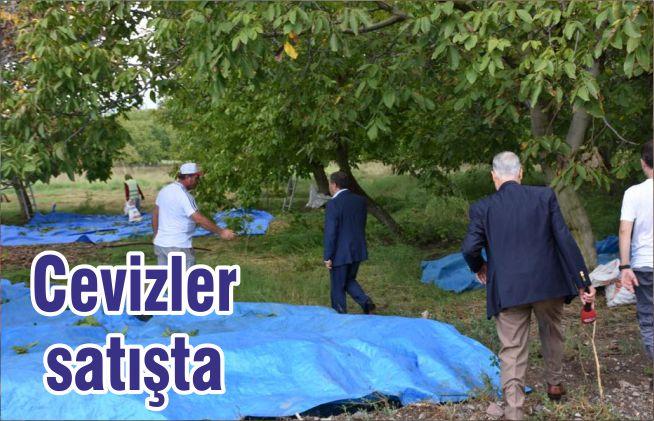 Cevizler satışta