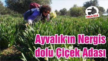 Ayvalık’ın Nergis dolu Çiçek Adası
