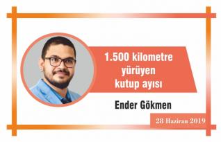 1.500 kilometre yürüyen kutup ayısı