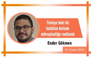 Türkiye’deki iki balıktan birinde mikroplastiğe rastlandı