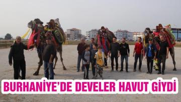 BURHANİYE’DE DEVELER HAVUT GİYDİ