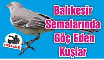 Balıkesir Semalarında Göç Eden Kuşlar