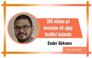 385 milyon yıl öncesine ait ağaç fosilleri bulundu
