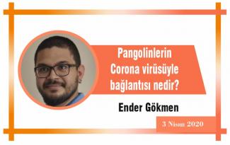 Pangolinlerin Corona virüsüyle bağlantısı nedir?