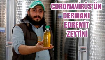CORONAVİRÜS’ÜN DERMANI EDREMİT ZEYTİNİ