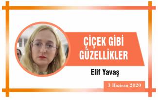 ÇİÇEK GİBİ GÜZELLİKLER
