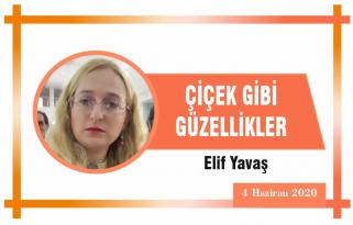 ÇİÇEK GİBİ GÜZELLİKLER