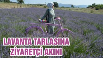 LAVANTA TARLASINA ZİYARETÇİ AKINI
