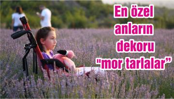 En özel anların dekoru “mor tarlalar”