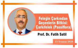 Feleğin Çarkından Geçenlerin Bitkisi: Çarkıfelek (Passiflora)
