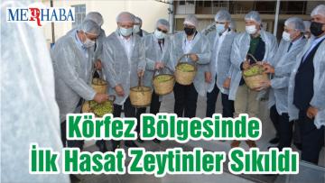 Körfez Bölgesinde İlk Hasat Zeytinler Sıkıldı
