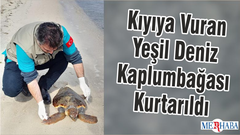 Kıyıya Vuran Yeşil Deniz Kaplumbağası Kurtarıldı