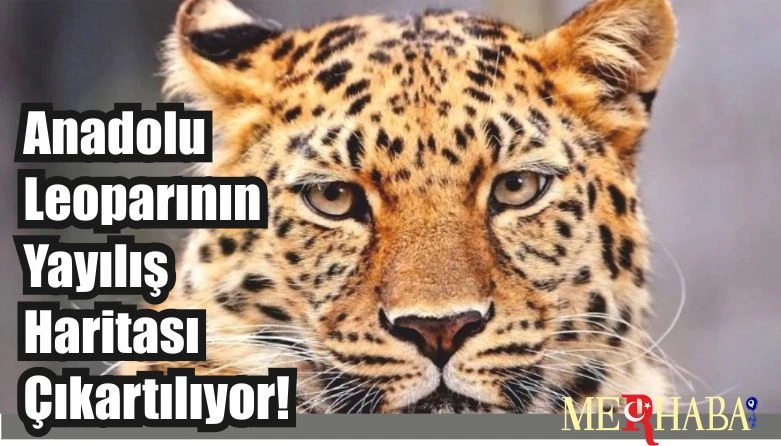 Anadolu Leopar