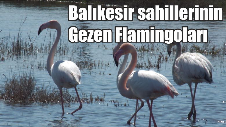 Balıkesir sahillerinin Gezen Flamingoları