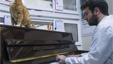 Kedilerin Stresini Piyano Calarak Azaltiyor