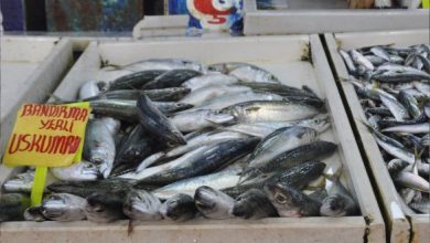 Balıkesir Balıkçı Pazarının En Pahalı Balığı 250 Tl